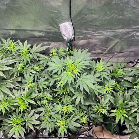 Gorilla Melon growlog timeline photo