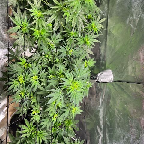 Gorilla Melon growlog timeline photo