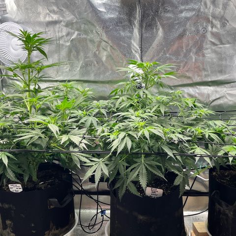 Gorilla Melon growlog timeline photo