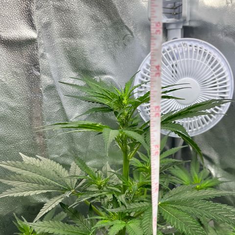 Gorilla Zkittlez Auto growlog timeline photo