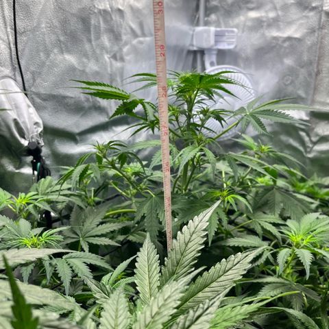 Blue Dream Auto 42-1 growlog timeline photo