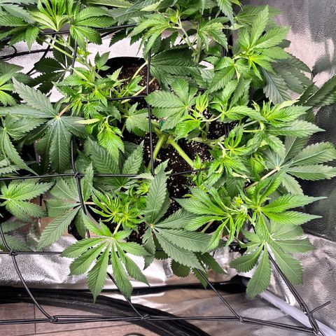Gorilla Melon growlog timeline photo