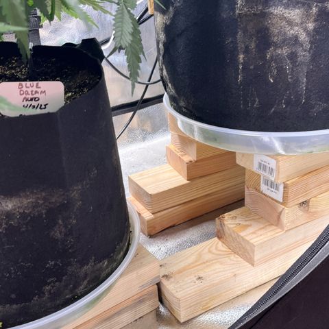 Gorilla Melon growlog timeline photo