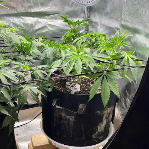 Gorilla Melon growlog timeline photo