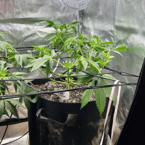 Gorilla Melon growlog timeline photo