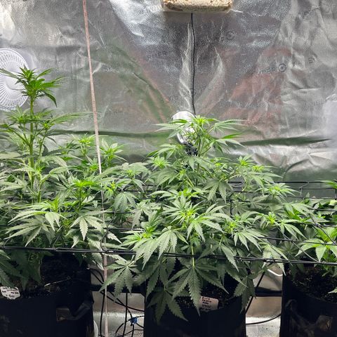 Blue Dream Auto 42-1 growlog timeline photo