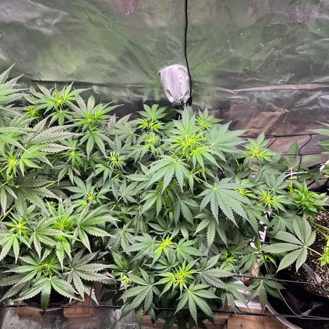 Gorilla Melon growlog timeline photo