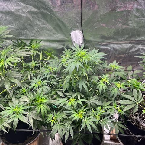 Gorilla Melon growlog timeline photo