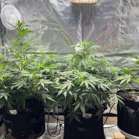 Gorilla Melon growlog timeline photo