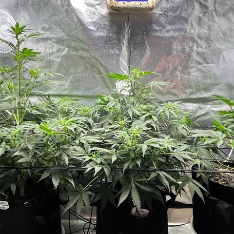 Gorilla Melon growlog timeline photo