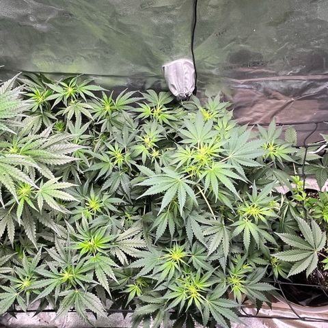 Gorilla Melon growlog timeline photo