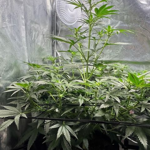 Gorilla Zkittlez Auto growlog timeline photo
