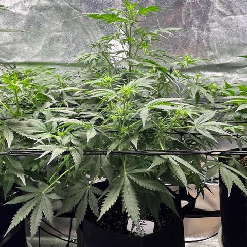 Blue Dream Auto 42-1 growlog timeline photo