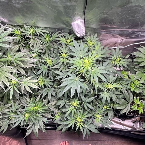 Gorilla Melon growlog timeline photo