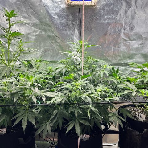 Gorilla Melon growlog timeline photo