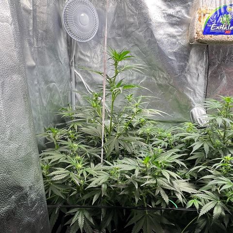 Gorilla Zkittlez Auto growlog timeline photo