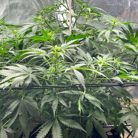 Blue Dream Auto 42-1 growlog timeline photo
