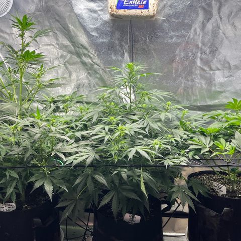 Gorilla Melon growlog timeline photo