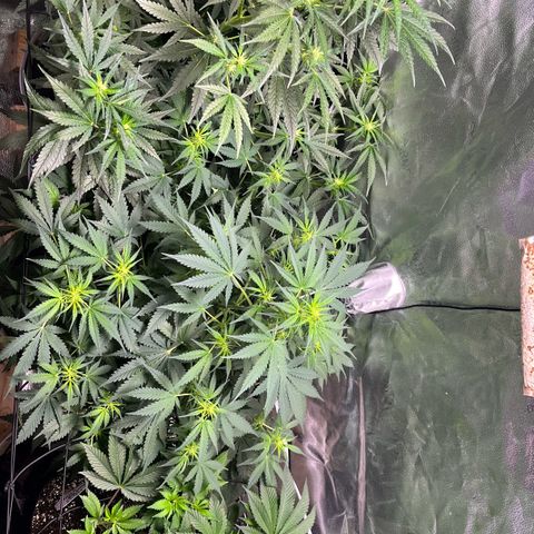 Gorilla Melon growlog timeline photo