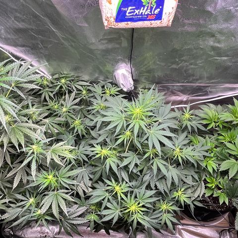 Gorilla Melon growlog timeline photo