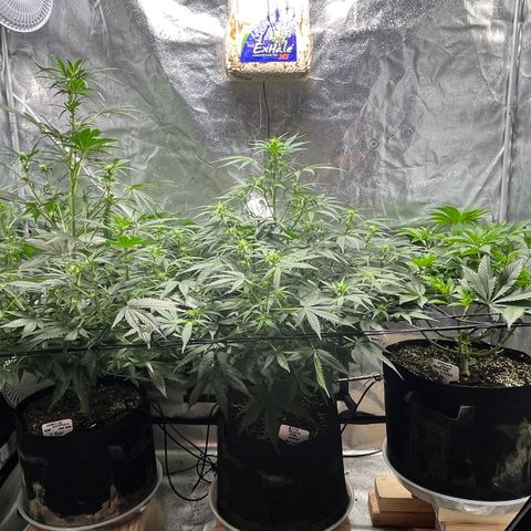 Gorilla Melon growlog timeline photo