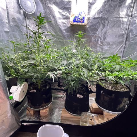Gorilla Melon growlog photo: Preparing to leave for a few days. I defoliated both autos, tested water system and prepared the feeding for the next 4 days.  We will be feeding manually for the Photo plant and auto waterer for the auto plants. 