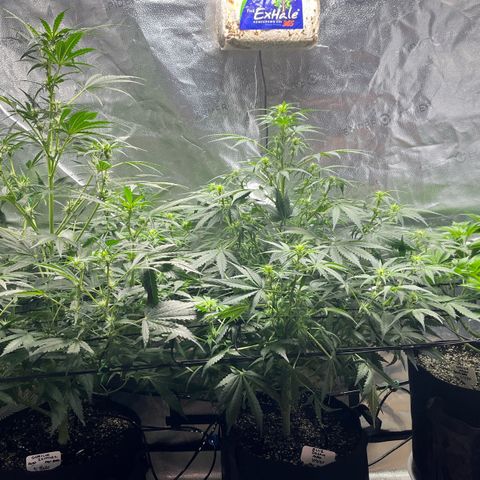 Gorilla Melon growlog photo: Preparing to leave for a few days. I defoliated both autos, tested water system and prepared the feeding for the next 4 days.  We will be feeding manually for the Photo plant and auto waterer for the auto plants. 