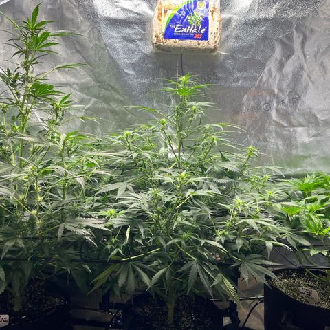 Gorilla Melon growlog photo: Preparing to leave for a few days. I defoliated both autos, tested water system and prepared the feeding for the next 4 days.  We will be feeding manually for the Photo plant and auto waterer for the auto plants. 