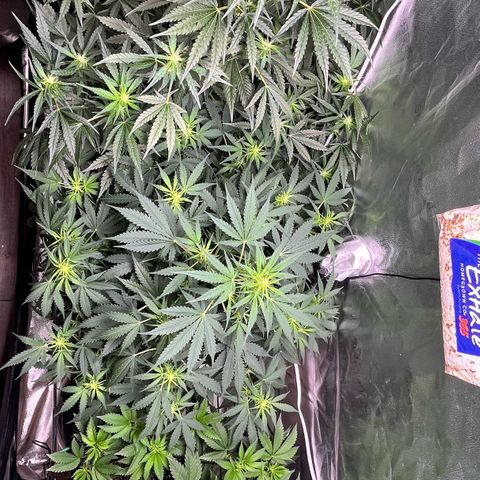 Gorilla Melon growlog photo: Preparing to leave for a few days. I defoliated both autos, tested water system and prepared the feeding for the next 4 days.  We will be feeding manually for the Photo plant and auto waterer for the auto plants. 