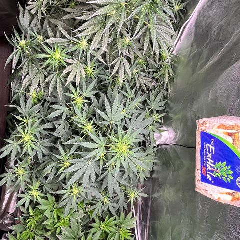 Gorilla Melon growlog photo: Preparing to leave for a few days. I defoliated both autos, tested water system and prepared the feeding for the next 4 days.  We will be feeding manually for the Photo plant and auto waterer for the auto plants. 