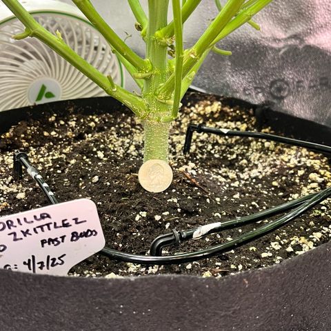 Gorilla Zkittlez Auto growlog photo: Using a quarter to show the main stem size and strength. 