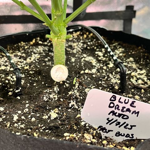 Blue Dream Auto 42-1 growlog photo: Using a quarter to show the main stem size and strength. 