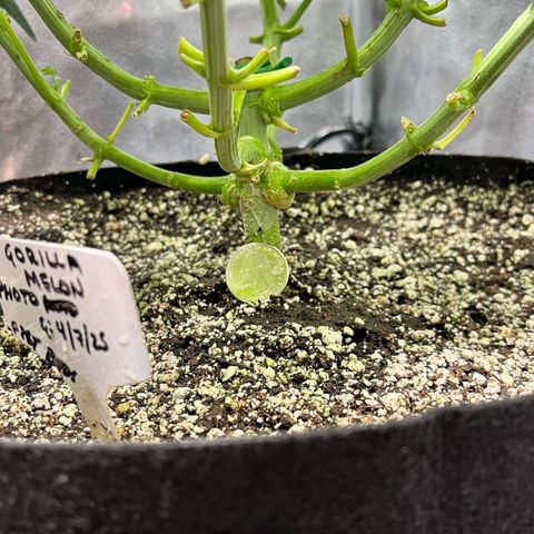 Gorilla Melon growlog photo: Using a quarter to show the main stem size and strength. 