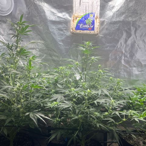 Gorilla Melon growlog timeline photo