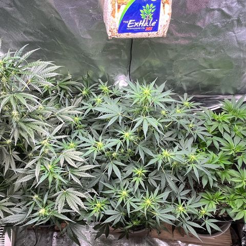 Gorilla Melon growlog timeline photo