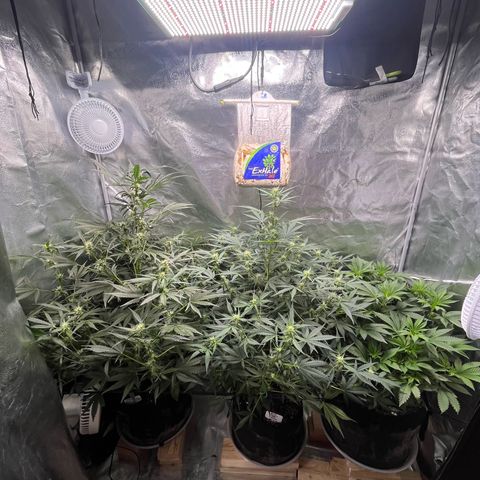 Gorilla Melon growlog timeline photo