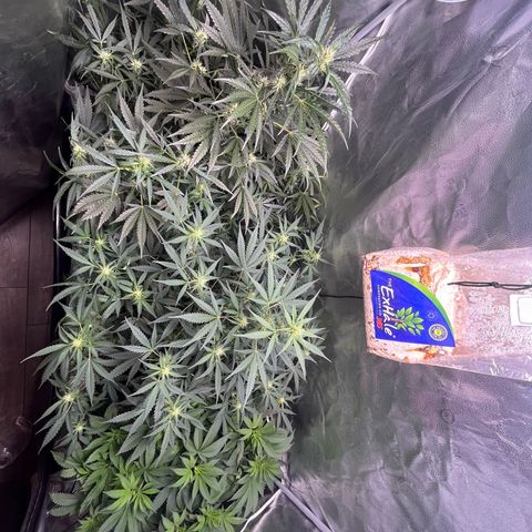 Gorilla Melon growlog timeline photo