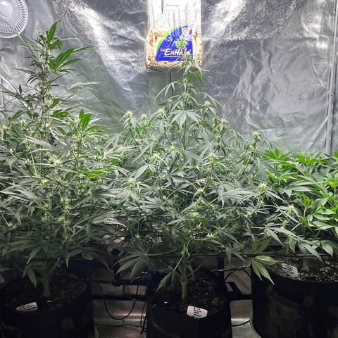 Gorilla Melon growlog timeline photo