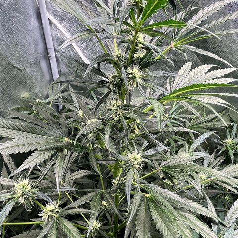 Gorilla Zkittlez Auto growlog photo: I notice she’s starting to frosting up. 