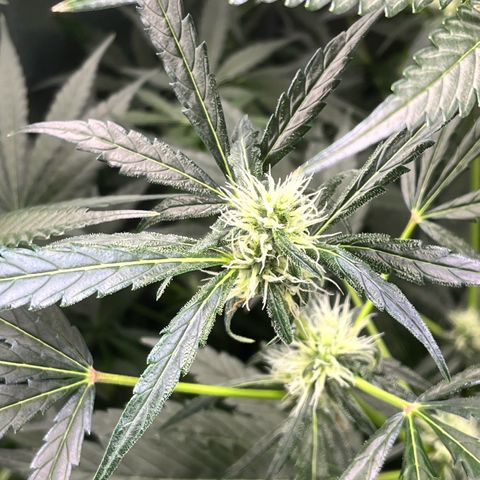 Gorilla Zkittlez Auto growlog photo: I notice she’s starting to frosting up. 