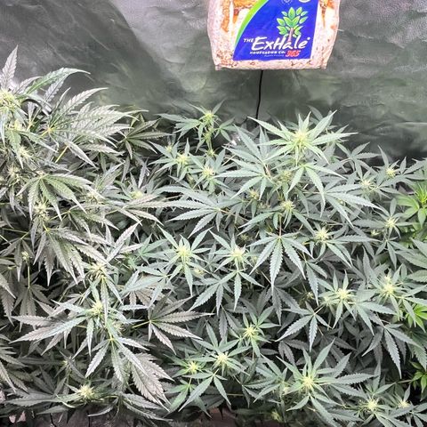Gorilla Melon growlog timeline photo