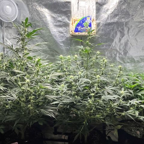 Gorilla Melon growlog timeline photo