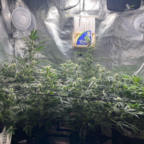Gorilla Melon growlog timeline photo