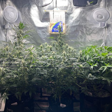 Gorilla Melon growlog timeline photo