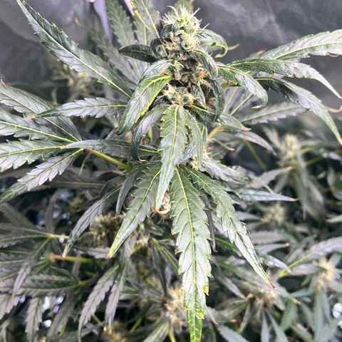 Gorilla Melon growlog timeline photo