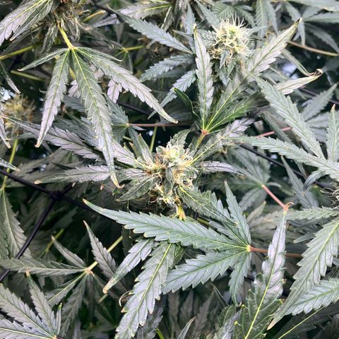 Gorilla Melon growlog timeline photo