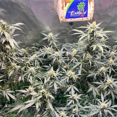 Gorilla Melon growlog timeline photo