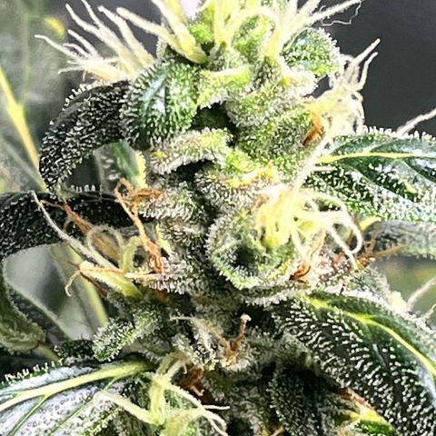 Gorilla Melon growlog timeline photo
