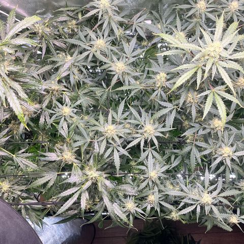 Gorilla Melon growlog timeline photo