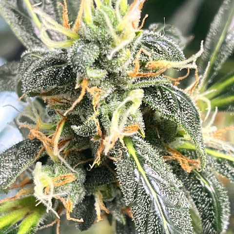 Gorilla Melon growlog timeline photo